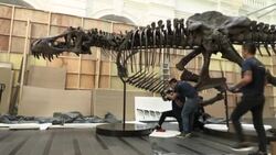 CLEAN : T-rex skeleton displayed in Singapore before auction News Clip
