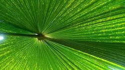 palm leaf Stock Footage
