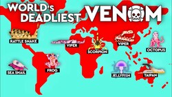 What’s The Most Venomous Creature Of All Time? Instructional Video