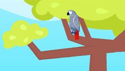 I WONDER - How Clever Are African Grey Parrots? Instructional Video