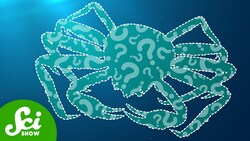 The Mysterious Disappearance of 10 Billion Alaskan Crabs Instructional Video