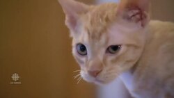 Criminal or cruel: hairless pet scam News Clip