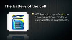 ATP - Energy of the Cell Instructional Video