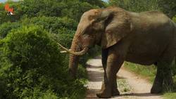 Man vs. Elephant! Instructional Video