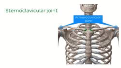 Sternum Instructional Video
