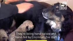 Therapy dog helps orphaned baby cheetahs News Clip