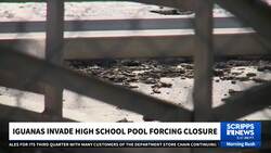 Iguana invasion shuts down Florida high school pool indefinitely News Clip