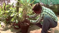 How to Prune a Yucca Plant Instructional Video