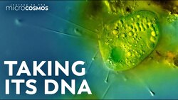 How We Got The DNA From This Extremely Rare Ciliate Instructional Video