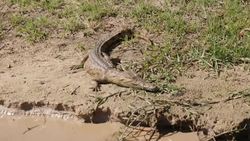 Juvenile crocodile on banks of Zambezi News Clip