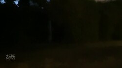 Fireflies on the rise? Montrealers spotting more lightning bugs in their backyards News Clip