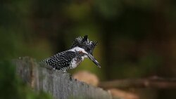 Kingfisher bird : adult Crested kingfisher (Megaceryle lugubris) Stock Footage