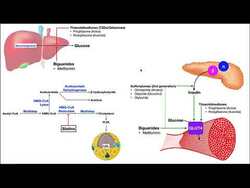 Pharmacology of Diabetes Mellitus | Mechanisms of Action Instructional Video