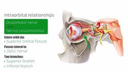 Oculomotor, trochlear and abducens nerves Instructional Video