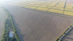 Fields of rice and plowed fields Stock Footage