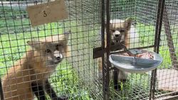 CLEAN : Domesticated foxes in Siberia offer scientific insights News Clip