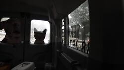 Programa ayuda a duenos de mascotas en EEUU  Instructional Video