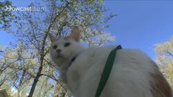 How to Identify the Causes of Cat Sneezing Instructional Video