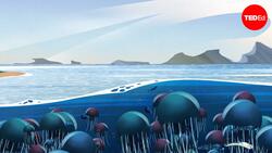 TED-Ed: The one thing stopping jellyfish from taking over | Mariela Pajuelo and Javier Antonio Quinones Instructional Video