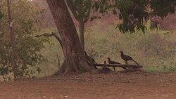 CLEAN : Brazilian Pantanal: tour guide sees her ecotourism paradise turned to ashes News Clip