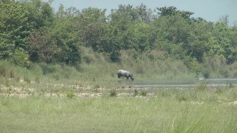 Wildlife encounters on safari along the tributaries of the Karnali River in Royal Bardia National Park, Nepal.