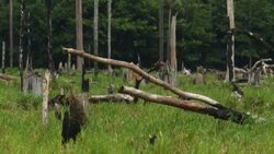 CLEAN : STOCKSHOTS: Illegal deforestation in Colombia News Clip