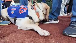 Centerport couple training NY Mets guide dog News Clip