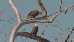 High Five Facts - Bald Eagle Instructional Video