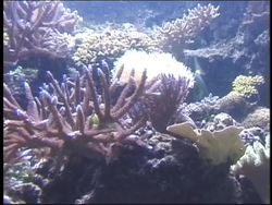 Sedimentary Rocks: Organic Rocks Instructional Video