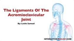 078 The Ligaments of the Acromioclavicular Joint Instructional Video