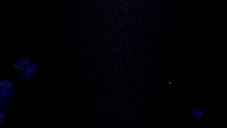 Close-up Jellyfish, Medusa in fish tank with neon light. Stock Footage