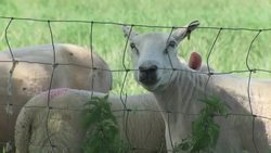 Livestock on farm News Clip
