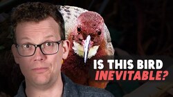 Did This Bird Really Re-Evolve? Instructional Video