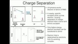 The P680/P700 Special Pair Chlorophylls Instructional Video