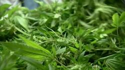 State proposal lays out new provisions for at-home marijuana growing News Clip