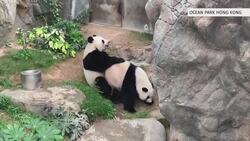 Coronavirus quiet may have finally put zoo pandas in the mood News Clip