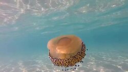 Slow motion of Jellyfish floating and swimming in Aegean sea in Greece Stock Footage