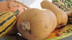 What Is My Favorite Squash - One Farmer Answers Instructional Video