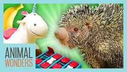 Game Time With Our Picky Porcupine! Instructional Video