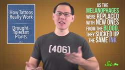 How Tattoos Really Work... At Least in Mice Instructional Video