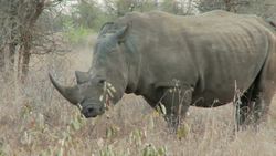 Rhinos! Rhinoceros Facts for Kids Instructional Video