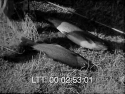 Tasmania, 1950s Stock Footage