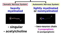 The Autonomic Nervous System: Sympathetic and Parasympathetic Divisions Instructional Video