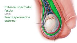 Scrotum and spermatic cord Instructional Video