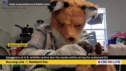 This wildlife centre is taking unusual steps to try to rehab a fox kit News Clip