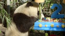 How Do You Throw a Birthday Party for a Panda? With Bamboo Cake, Of Course Instructional Video