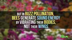 Why Do Bees Buzz? Instructional Video