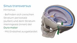 Sinus transversus Instructional Video