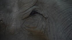 Mara the elephant to leave concrete jungle News Clip