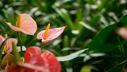 Wild delicate poisonous Calla lily with yellow stamen, family Araceae. Water-arum blooming in the garden as natural floral background. Gentle Exotic tropical flower looks out from green fresh leaves. Stock Footage